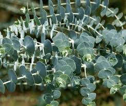Eucalyptus Essential Shower Oil
