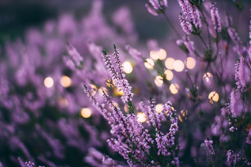 Lavender Essential Shower Oil